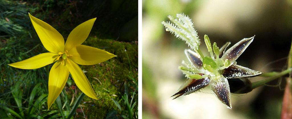 Til venstre: gul blomst. Til høyre: brun blomst med store pollenknapper. Fotokollasj.