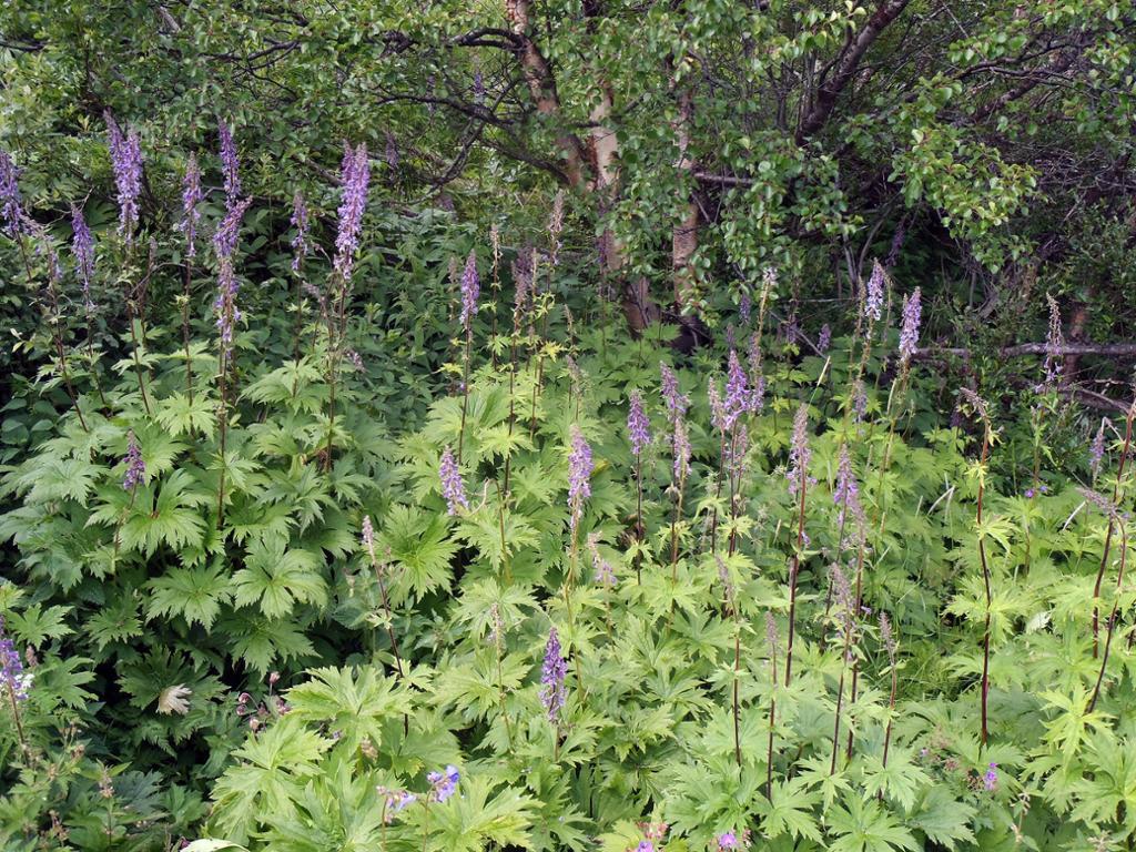 Planter med grøne blad og lilla blomstrar som er samla i toppen av lang stengel, står tett saman. Foto.