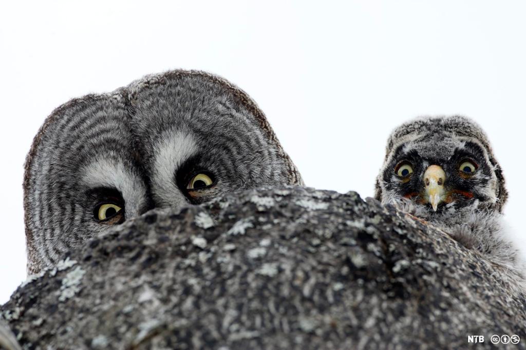 An adult and a baby owl peek out from a tree