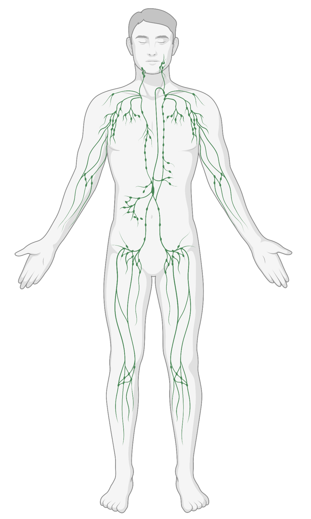 Utbredelsen av lymfesystemet i kroppen. Illustrasjon