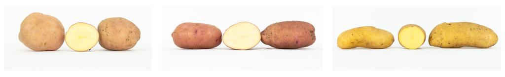 Tre bilder av poteter. Runde poteter med lysebrunt skall og gult kjøtt, avlange poteter med rødbrunt skall og lysegult kjøtt og lange poteter med gult skall og gult kjøtt. Foto.