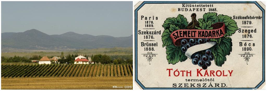 Kollasj: Bilder fra vinproduksjon i Ungarn. Vingård, druer og en gammel vinetikett.