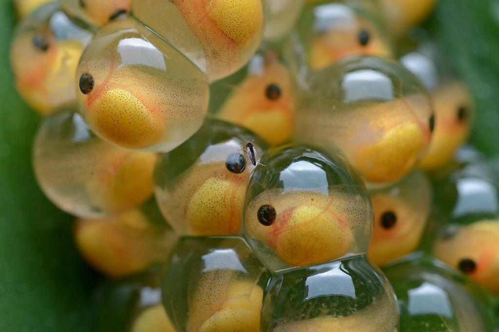 En samling av gjennomsiktige geléklumper med små fisker inni. Foto. 