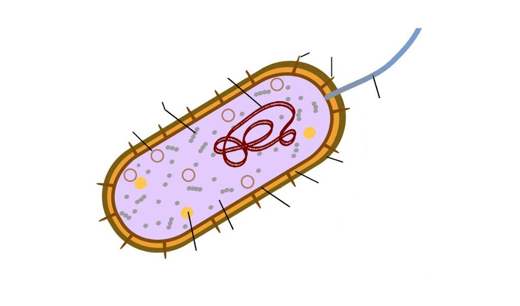 Skjematisk figur av en bakterie. Illustrasjon.