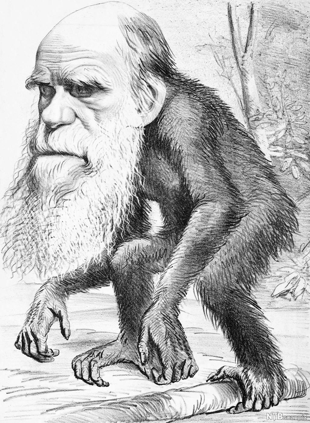 Karikaturtegning av Darwin med skjegg og apekropp. Illustrasjon.