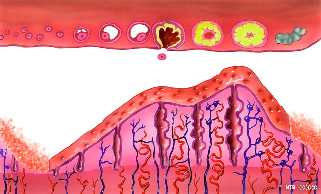 Sykluser i eggstokkene og livmoren. Follikkelen modnes, og egget løsner. Slimhinnene i livmoren vokser mot eggløsning. Hvis ikke egget blir befruktet, vil den blodige slimhinnen løsne. Illustrasjon. 