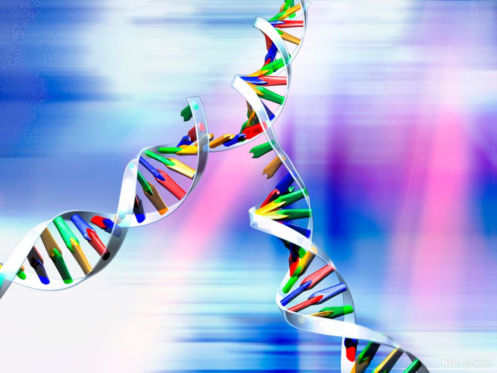 En åpen DNA-heliks der det dannes to nye DNA-tråder på hver av de to enkelttrådene. Illustrasjon. 