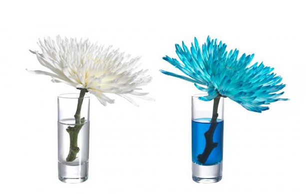 Foto av hvit og blå krysantemum i hver sin vase