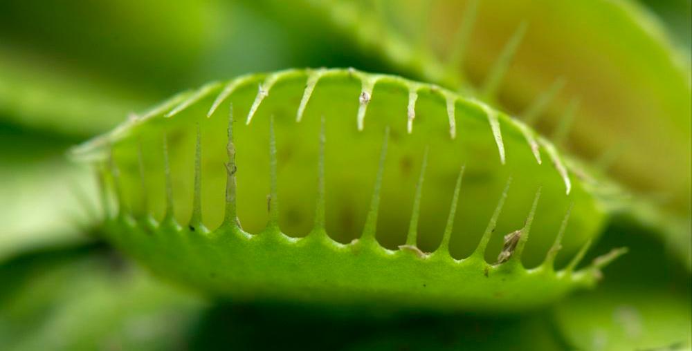 Nærbilete av ein grøn plante som liknar ein open munn med skarpe tenner. Foto.