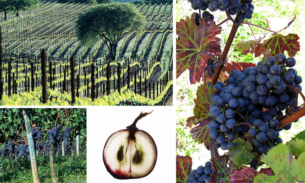 Kollasj: vinranker