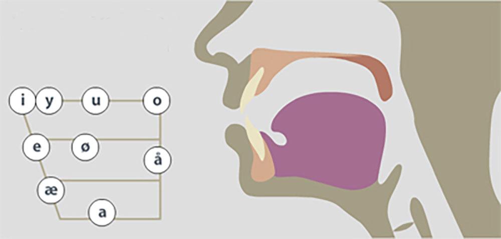 Biletet viser kvar dei norske vokalane oppstår i munnhòla vår. I, E og Æ oppstår langt framme, O og Å langt bak og Y, U, Ø og A oppstår midt i munnhòla. Illustrasjon.