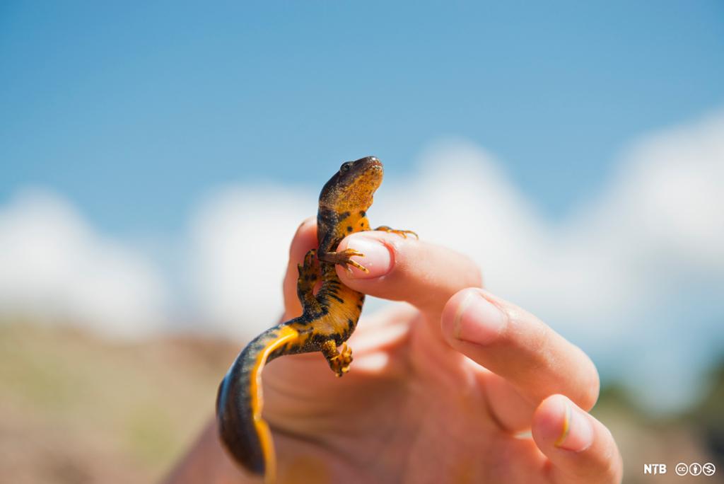 Nærbilde av en hånd som holder opp en liten, gul salamander mellom tommel og pekefinger. Foto.