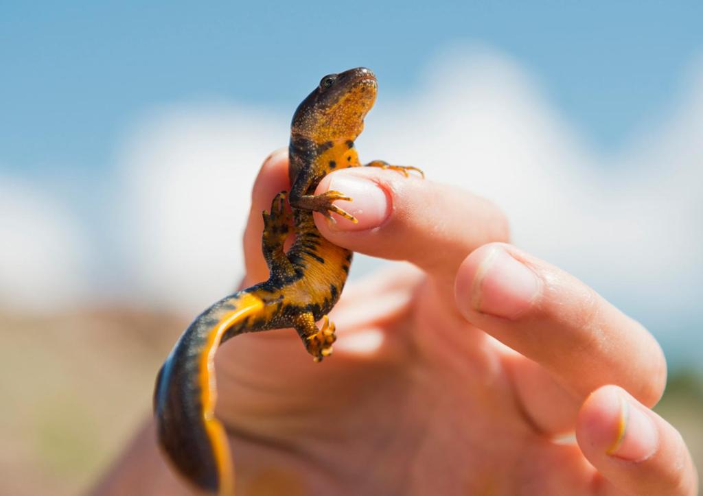 Hånd holder gulaktig salamander. Foto.