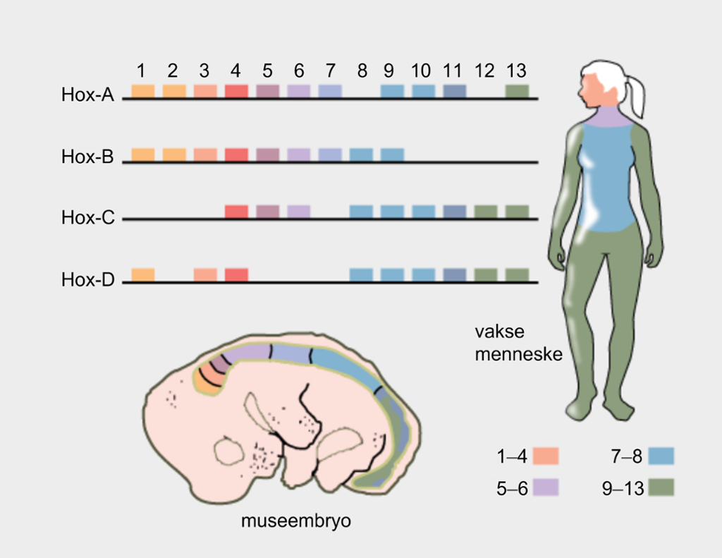 Fire rader (A–D) som viser ulike fargemønster. Fargemønstera representerer ulike genuttrykk for kvart av fire sett med gen. Desse fargemønstera blir spegla i ein silhuett av ein menneskekropp og ein silhuett av eit museembryo. Illustrasjon. 