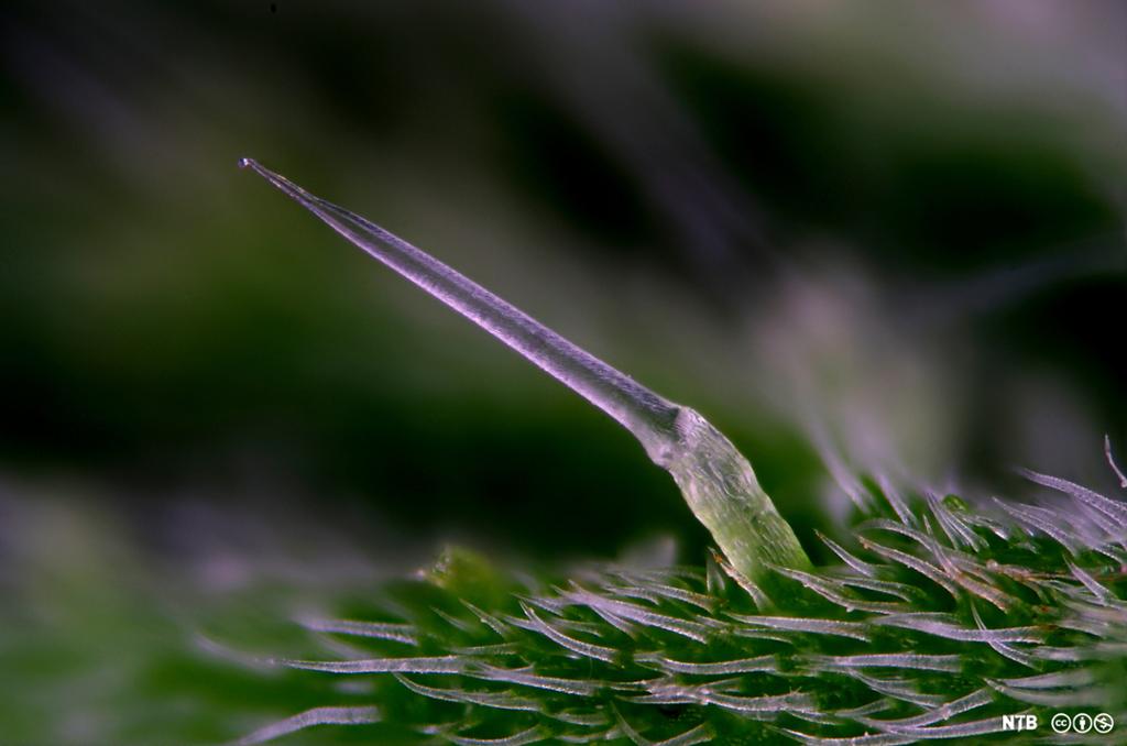 En pigglignende utvekst fra undersiden av et blad hos planten brennesle. Foto. 
