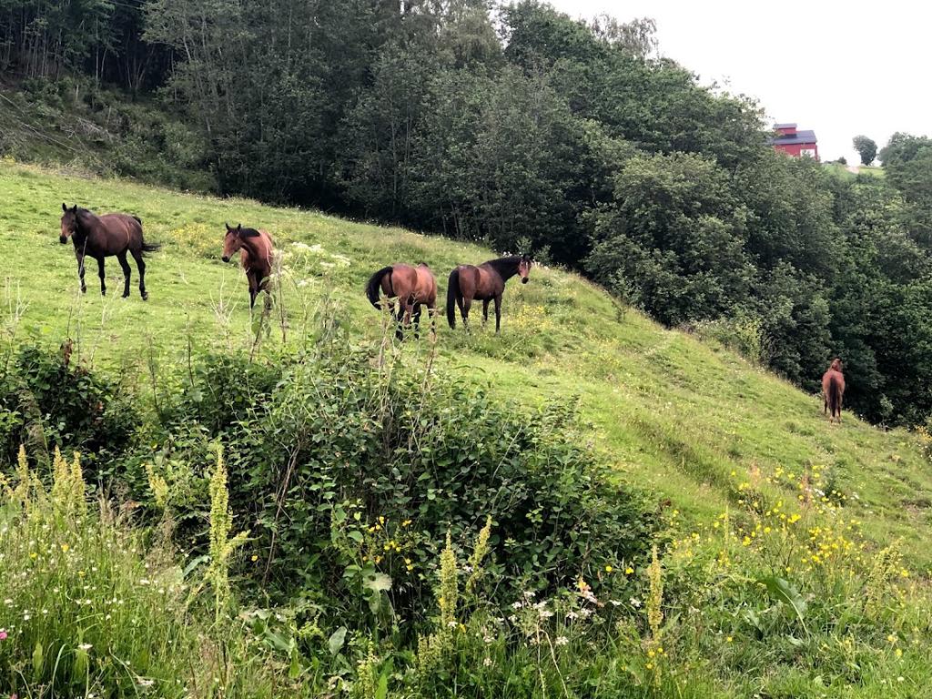 Fem brune hester som går ute på et beite. Foto.