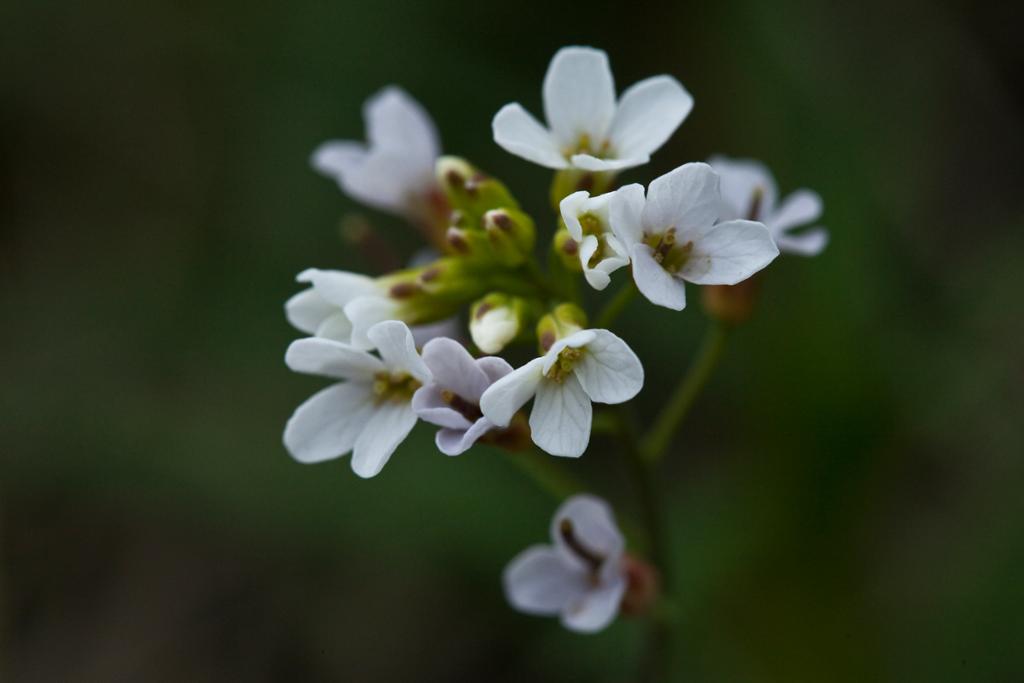 Hvit blomst. Foto. 