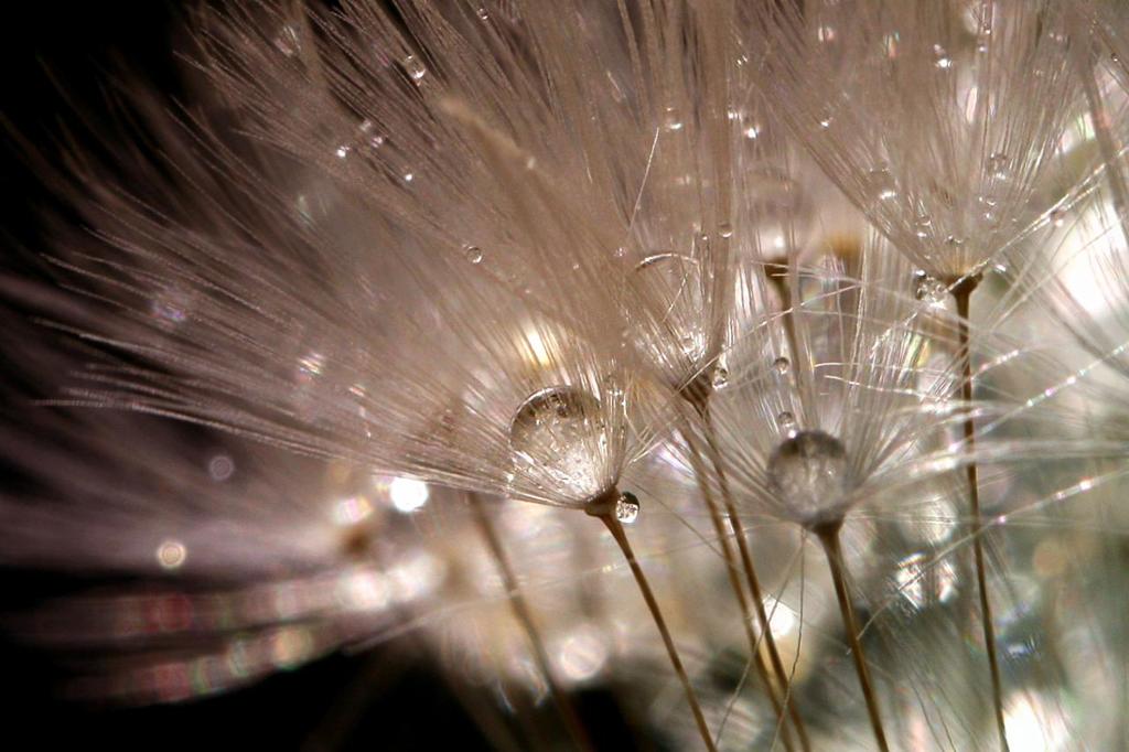 Raindrops in dandelion seeds.