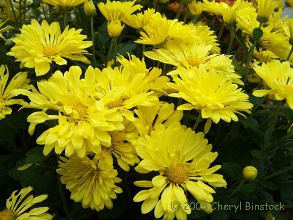 Yellow Chrysanthemum