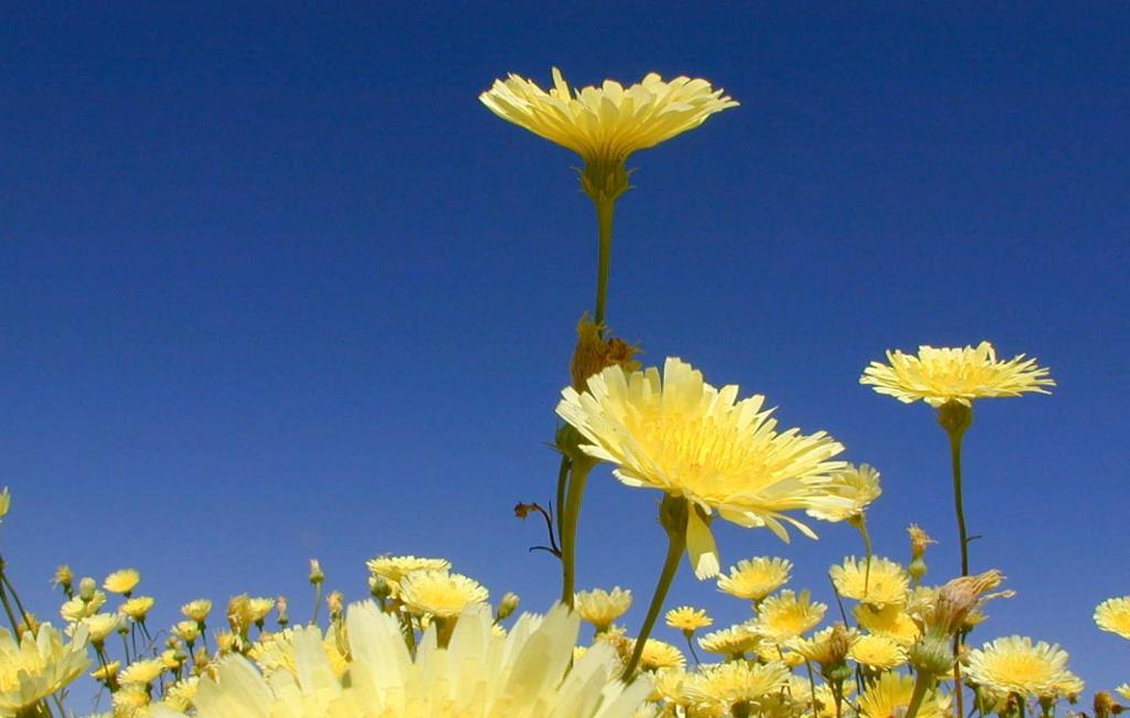 Blue sky, many pale yellow dandelions