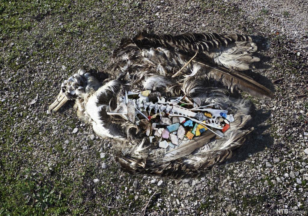 Decomposed Albatross carcass with a large amount of plastic garbage that has been eaten by the animal. Photo.