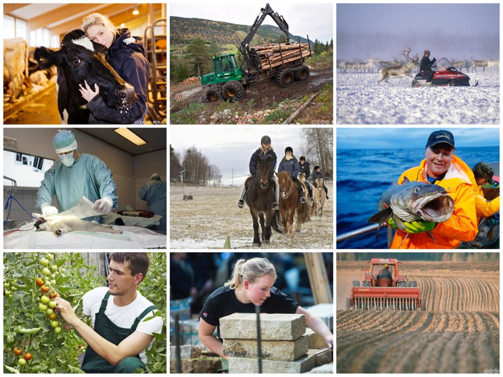 Collage av yrkesutøvere. Foto
