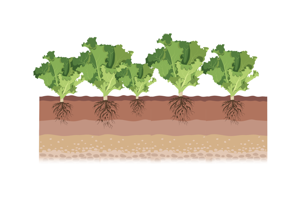 Salatplanter med røtter i tverrsnitt av jordprofil. Illustrasjon.