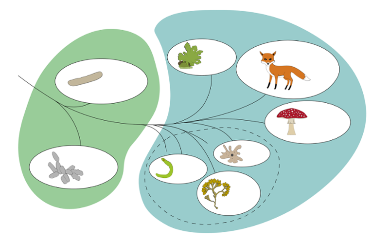 Trediagram bygd opp av ellipser med bilder av ulike organismer. Diagrammet er delt i to fargede felt: Det grønne inneholder prokaryoter (bakterier og erkebakterier), og det blå inneholder eukaryoter (planteriket, dyreriket, soppriket, urdyrriket, slimriket, det gule riket). Illustrasjon.
