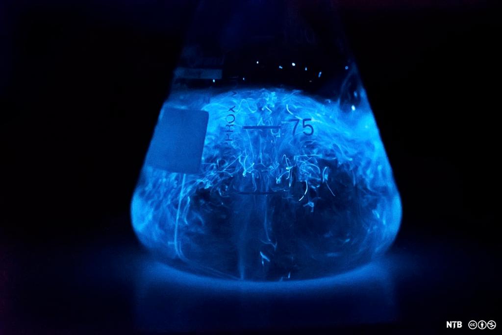 En erlendmeyerkolbe som inneholder planktonet Pyrocystis fusiformis. Det er selvlysende og gir en blålig glød. Foto. 