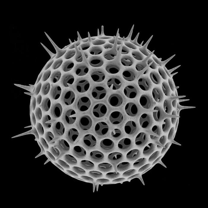 Mikroskopbilde av kuleformet organisme med pigger. Foto.